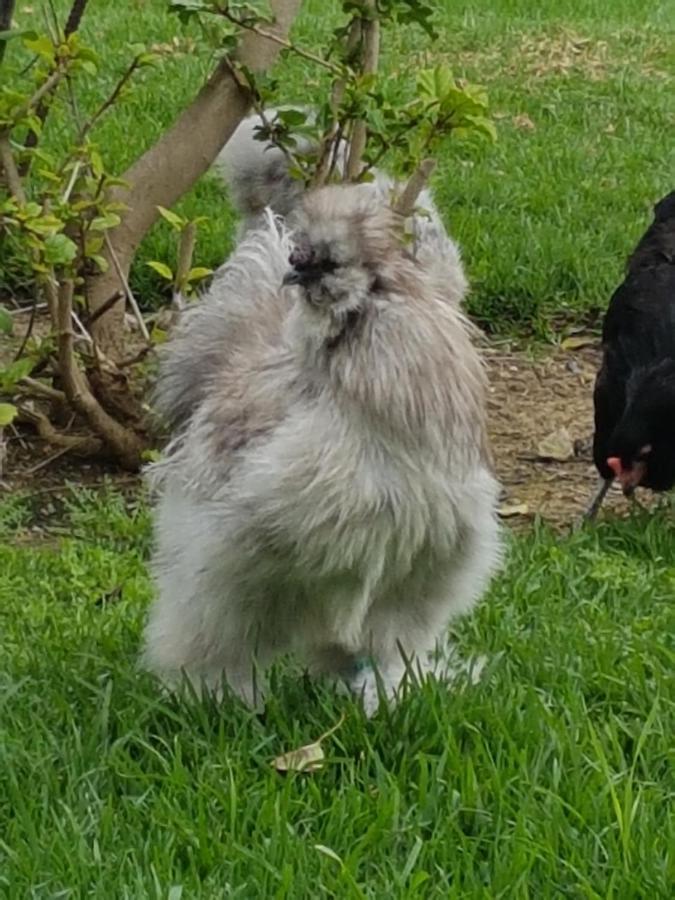 Alhaurín el Grande Finca La Gallina Blanca المظهر الخارجي الصورة